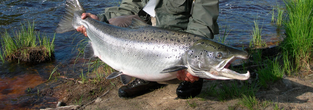 Zalm vissen Zweden