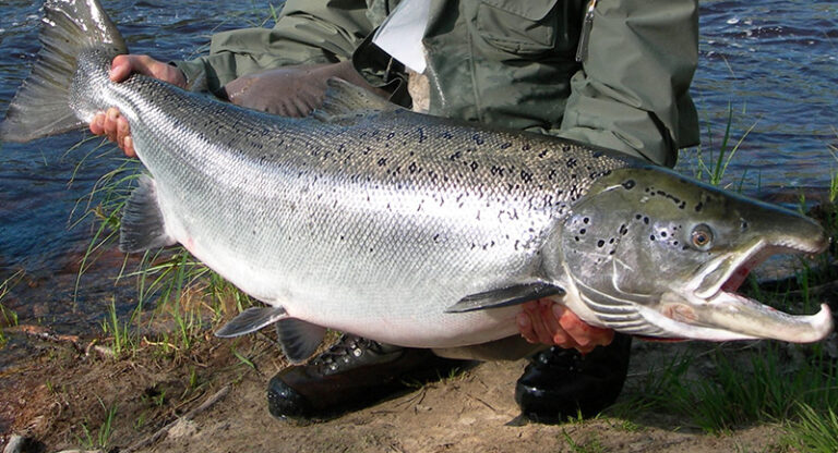 Zalm vissen Zweden